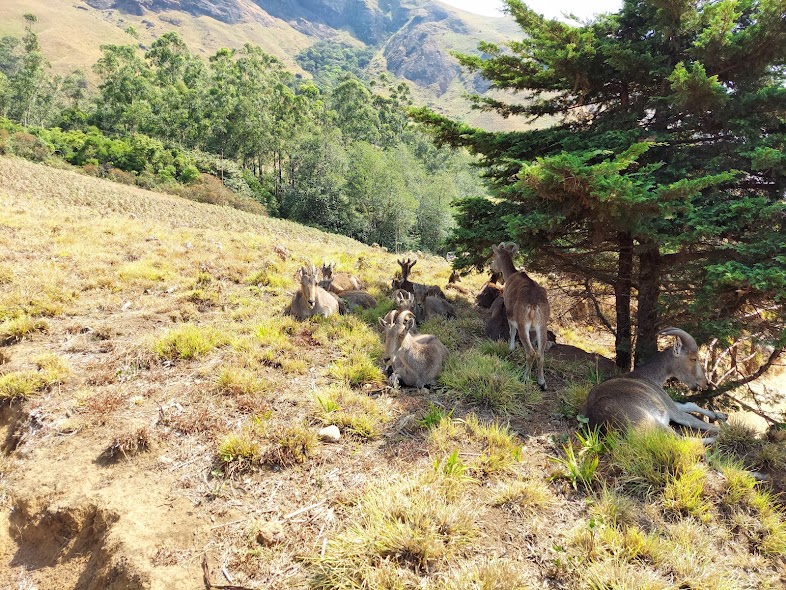 eravikulam national park